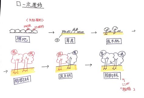 一次遷移|遷移 (生物学)